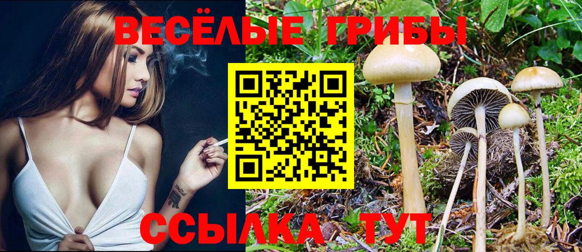 Курчалой  Псилоцибиновые грибы мицелий  Вход с VPN 