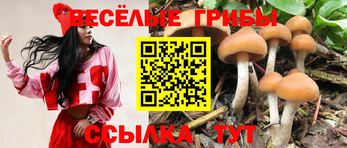 Псилоцибиновые грибы прущие грибы Курчалой